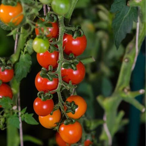 Rajče Sweetie - Solanum lycopersicum - semena - 6 ks