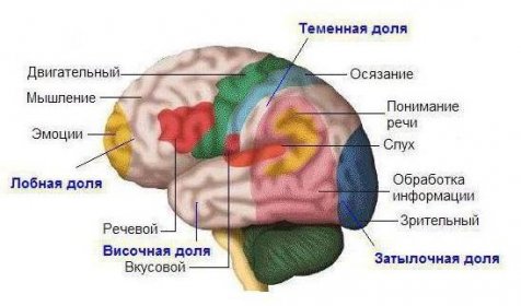 Časové laloky mozku
