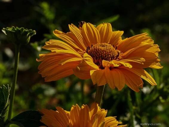 Janeba drsná - Heliopsis helianthoides scabra, květy, květenství