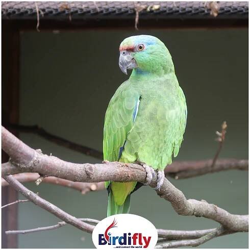 Fotogalerie | Birdifly.com