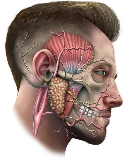 Facial Nerve