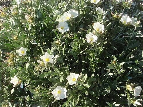 Convolvulus cneorum - Wikipedia