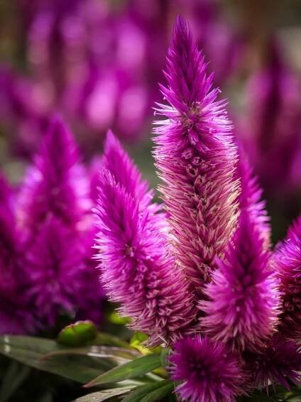 Blumen, Sommer, Gegenlicht, Lila
