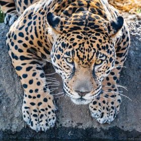 Oakland Zoo | Jaguar