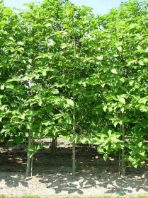 Magnolia hypoleuca | šácholan obvejčitý - Van den Berk Školky