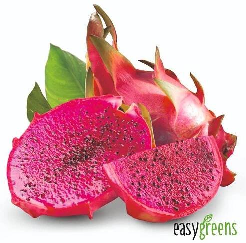 Semena Pitahaya Red  (Hylocereus undatus) 20 ks - Zahrada