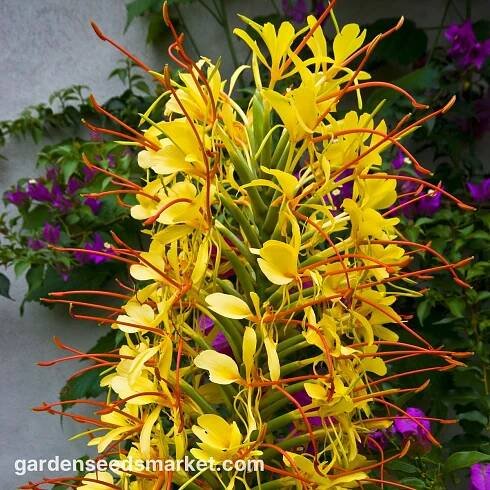 Hedychium Gardnerianum, Kahili Ginger, Kahila Garland-lily, Ginger Lily - velké balení! - 10 ks.