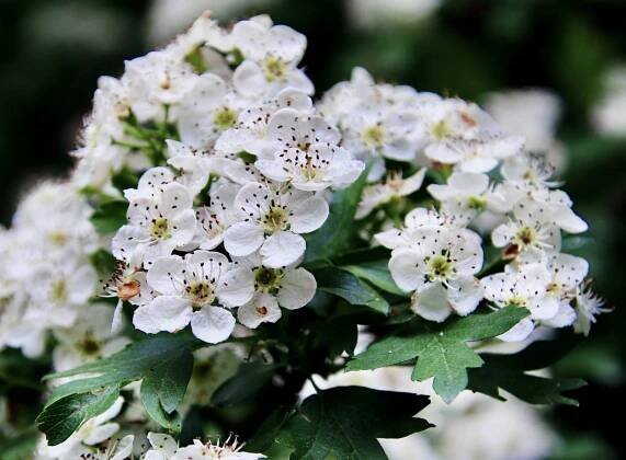Hloh obecný - Crataegus lerigata