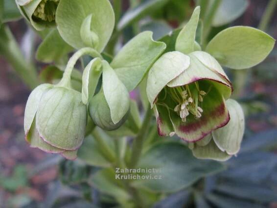 Helleborus foetidus - čemeřice smrdutá Zahradnictví Krulichovi - zahradnictví, květinářství, trvalky, skalničky, bylinky