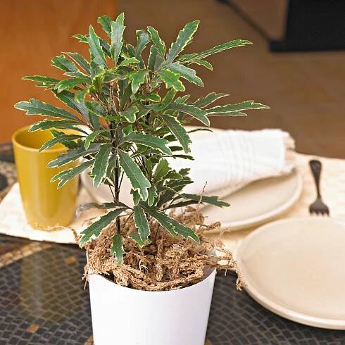 False Aralia