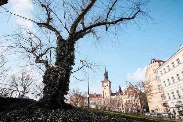 Hnízdo i potyčka s úředníkem. Boj o javor se vyostřuje