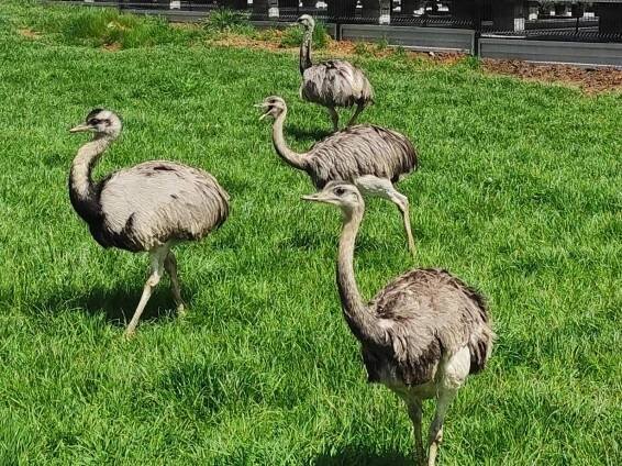 Kam za zvířaty? V Doubravici na farmě najdete pštrosy a lamy