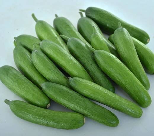 Cucumber Green Light - AAS Edible-Vegetable Winner