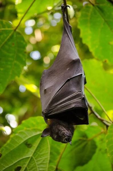 Whether in the Wild or Abroad, How To (and Why You Should!) Avoid Getting Rabies