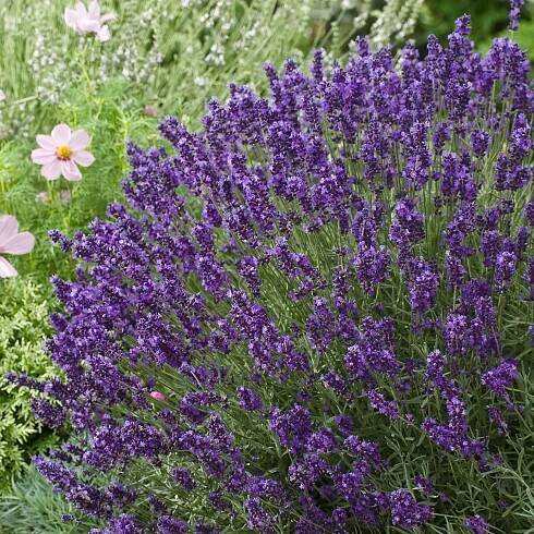 Levandule Hidcote Blue