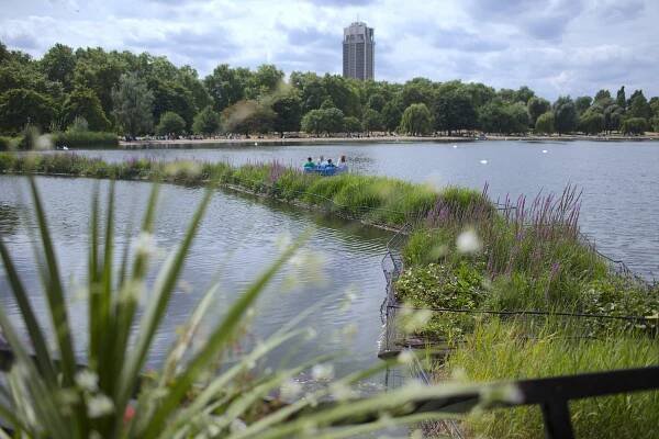 Floating wetlands on Serpentine Lake in London's Hyde Park.