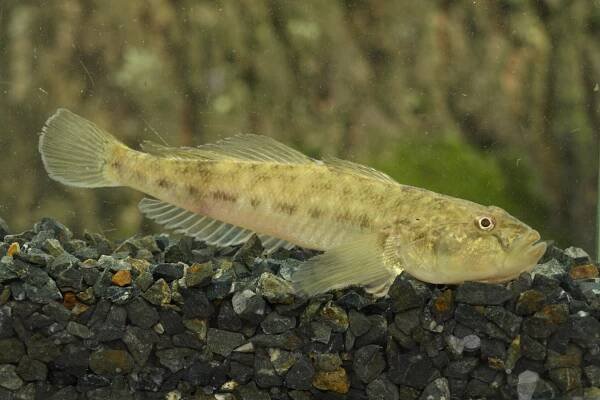 Hlaváč říční (Neogobius fluviatilis; foto: Karel Halačka)