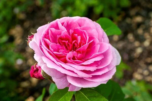 This Is the Most Popular Rose in the World—Is It Right for Your Garden?