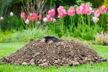 mole [talpa europaea] na trávníku - krtek - stock snímky, obrázky a fotky