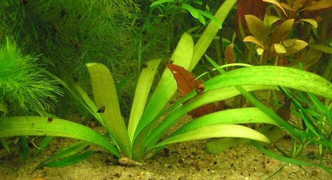 Sagittaria platyphylla