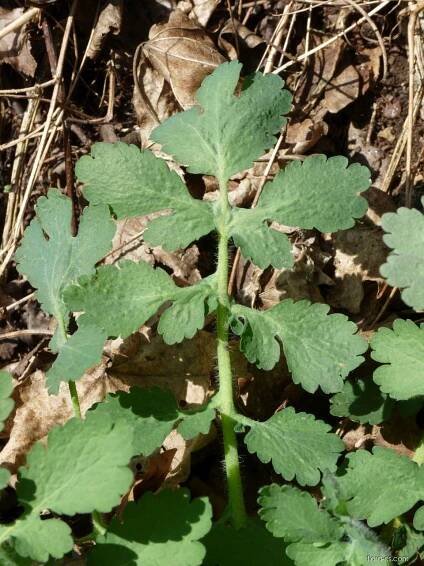 Vlaštovičník větší (Chelidonium majus), listy líc