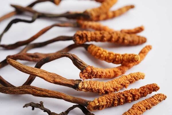 Cordyceps – nejvzácnější houba tradiční čínské medicíny