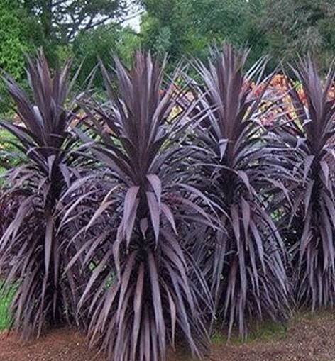 Dračinka ´RED STAR´ (Cordyline australis) 60-70 cm, kont. 3 l