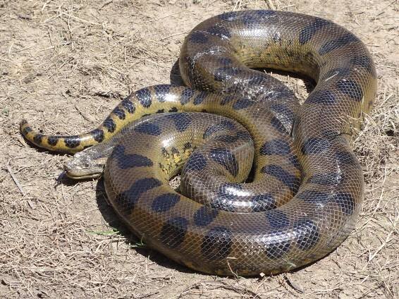 File:Anaconda Loreto Peru.jpg - Wikimedia Commons