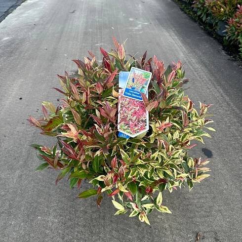 Show details for Leucothoe 'Color Diamond'
