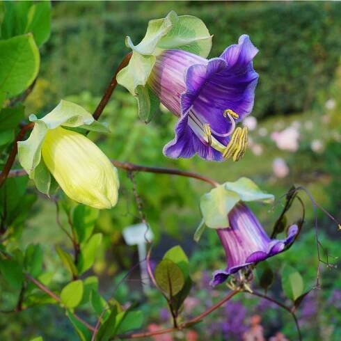 Vilec šplhavý modrý – Cobaea scandens – osivo vilce