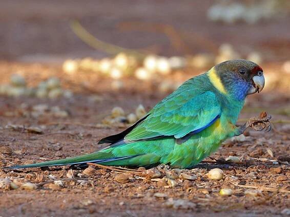 Birds of The World: Parrots and Allies (Psittacidae)