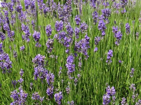 Lavandula angustifolia Munstead | Bylinky a koření |Zahradnictví Franc 
