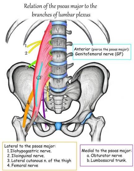 vztah psoas major k větvím bederní plexu - femoral nerve stock ilustrace