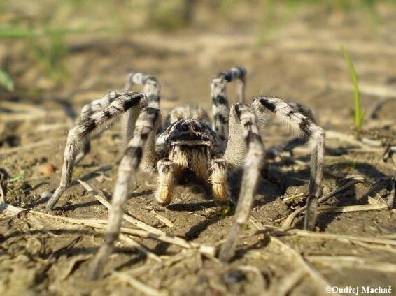 Lycosa singoriensis - slíďák tatarský | Lycosidae - slíďákovití | Natura Bohemica