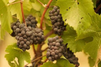 Ash-covered grapes on the vine.