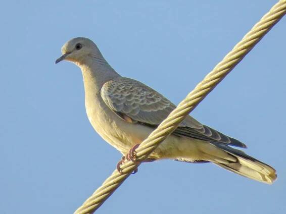 Juvenile - ML45282261