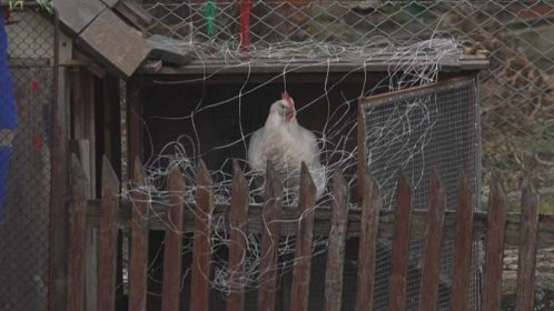 Hasiči likvidují ohnisko ptačí chřipky v Kosoříně. Opatření potrvají měsíc