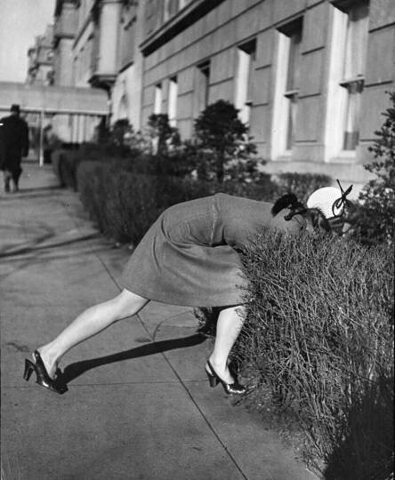 Actress Joan Caulfield reached deep down behind a hedge to extract her West Highland terrier Witty, while trying to take him for a walk in New York City, 1944.