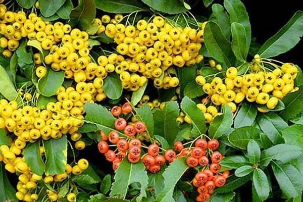 hlohyně šarlatová (Pyracantha coccinea)