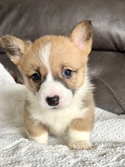 King - GoldStar Puppies