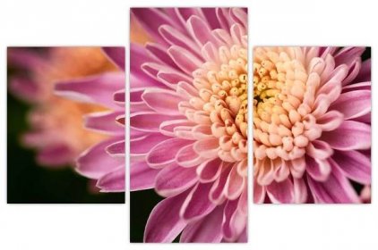 Detailní obraz květu