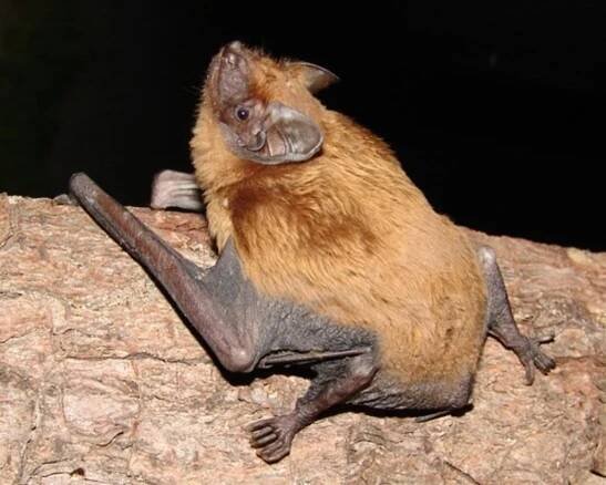 Noctule (Mammals of Serbia - guide) · iNaturalist
