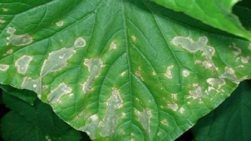 7 hlavních příčin bílého plaku na okurkách a listech