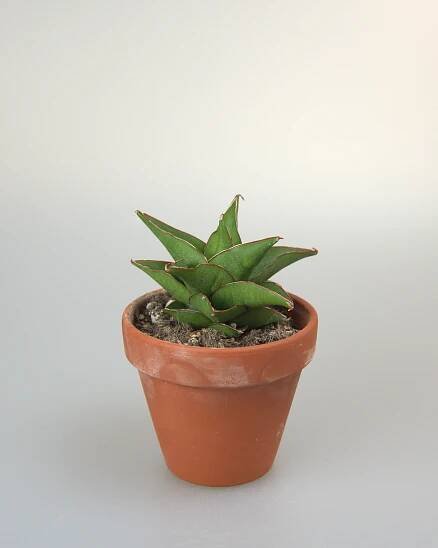 Sansevieria Hybrid Maya
