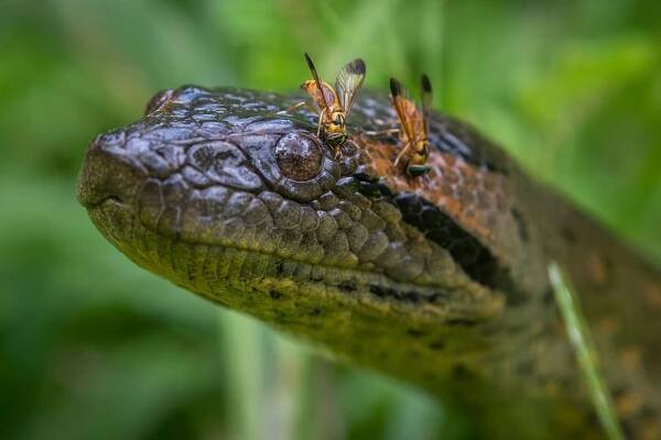 Anaconda with bot flies on its head.