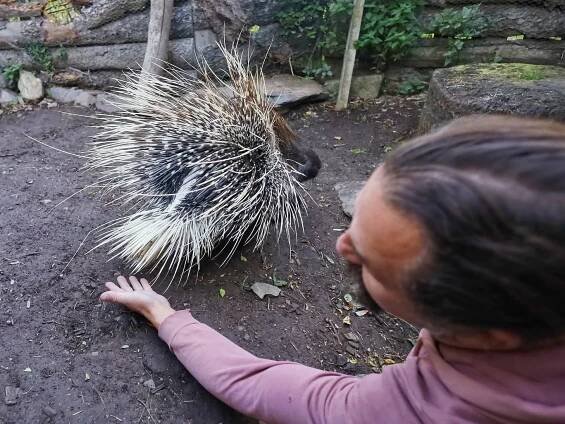 Na 1 den ošetřovatelem v Kontaktním Zooparku: šelmy, plazi, dikobraz i opičky