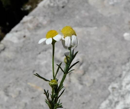Matricaria chamomilla L. - Portale della Flora d'Italia / Portal to the Flora of Italy