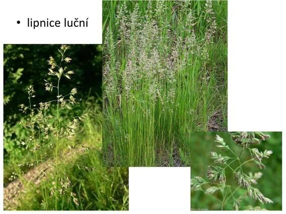PPT - čeleď LIPNICOVITÉ obilniny, trávy stéblo (duté, s kolénky ...