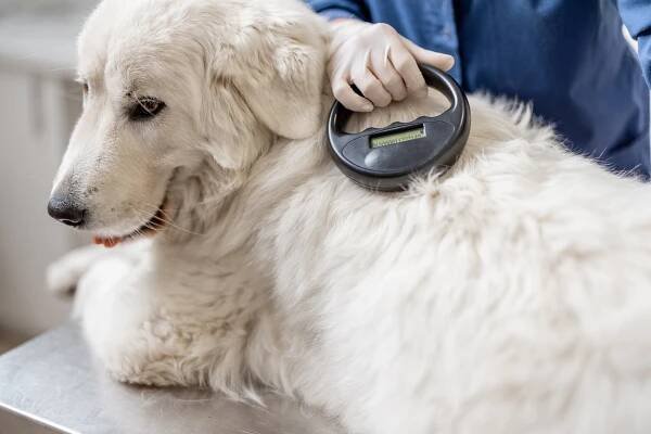 June is National Microchipping Month