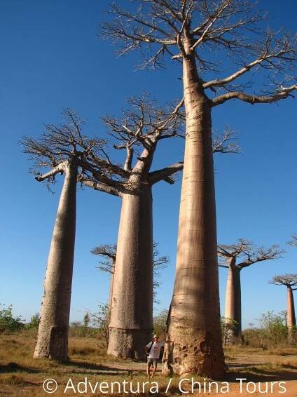 Madagaskar na kole